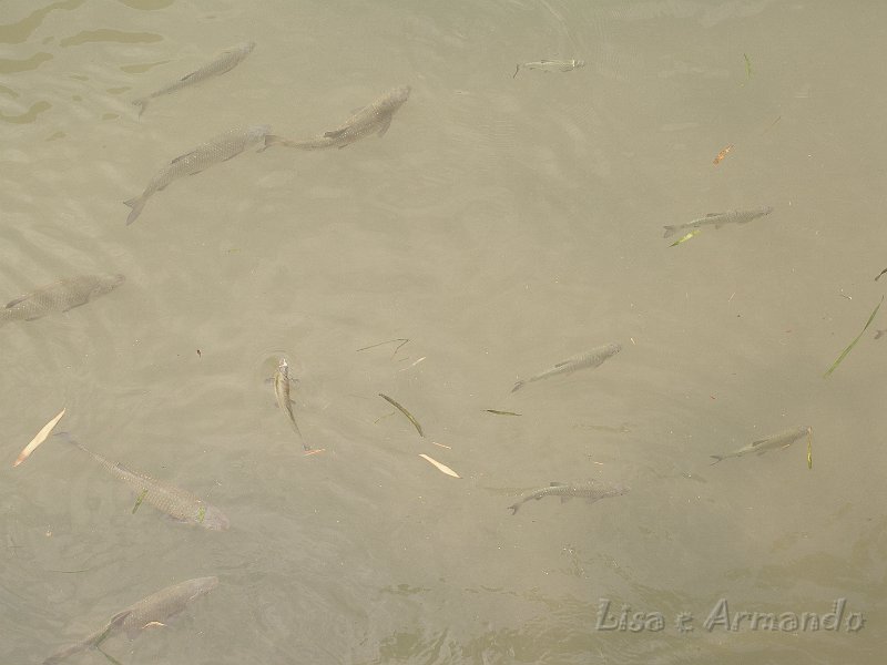 valeggio sul mincio01.JPG